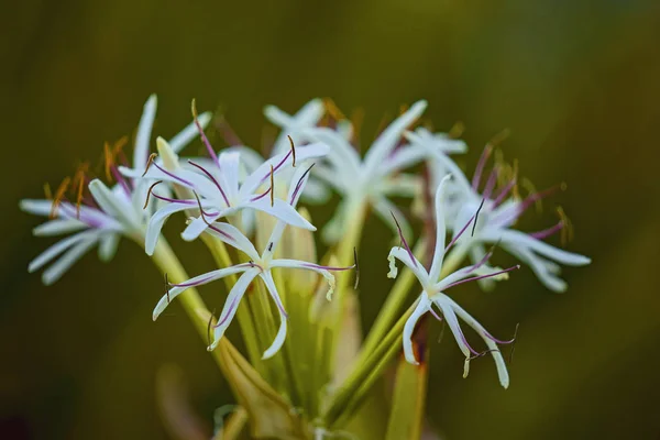 Flores blancas suavemente enfocadas en fondo verde — Foto de Stock