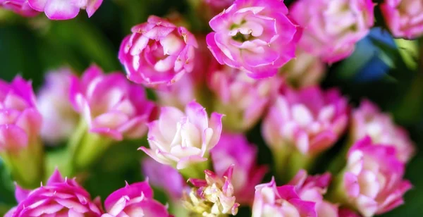 Intentionally Soft Painterly Image Of Pink Flowering Succulent — Stock Photo, Image