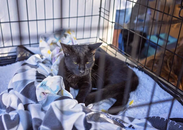 Gatinho preto em uma gaiola — Fotografia de Stock