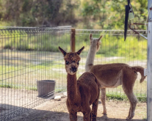 Alpakas in einem eingezäunten Hof — Stockfoto