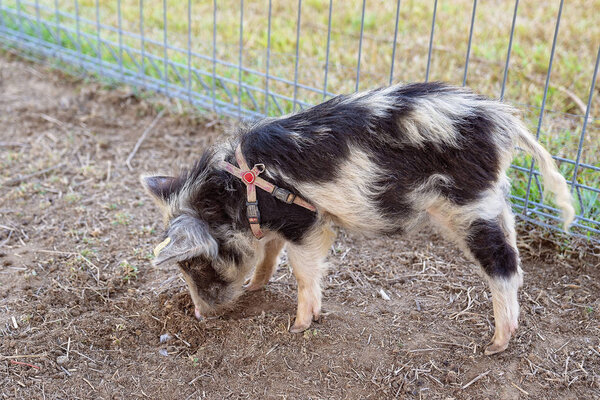 Мини-свиной корм для еды
