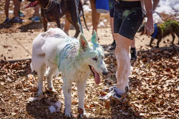 Perro cubierto de color y burbujas jabonosas —  Fotos de Stock