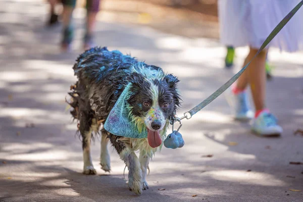 Dog Covered In Coloured Powder