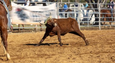 Baldır Genç Bir Hayvanı İple Bağlıyor