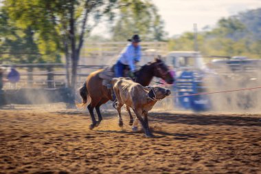 Baldır Genç Bir Hayvanı İple Bağlıyor
