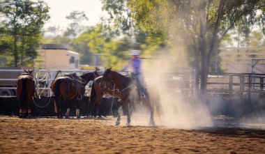 Baldır Genç Bir Hayvanı İple Bağlıyor