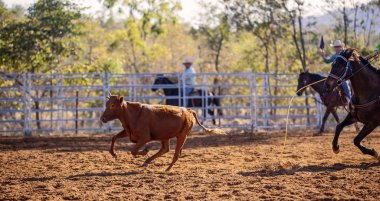 Baldır Genç Bir Hayvanı İple Bağlıyor
