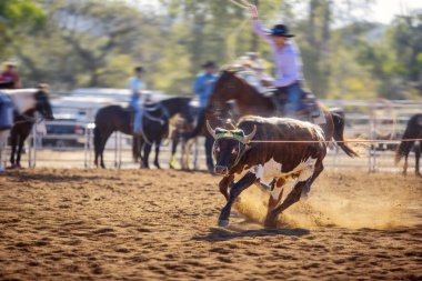 Baldır Genç Bir Hayvanı İple Bağlıyor