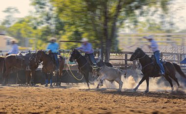 Baldır Genç Bir Hayvanı İple Bağlıyor