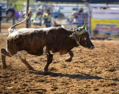Baldır Genç Bir Hayvanı İple Bağlıyor