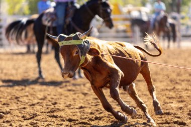 Kovboy takımı buzağıya halat atıyor.