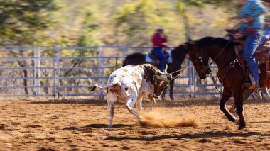 Kovboy takımı buzağıya halat atıyor.