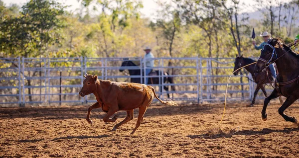 Cuerda de ternera un animal joven —  Fotos de Stock