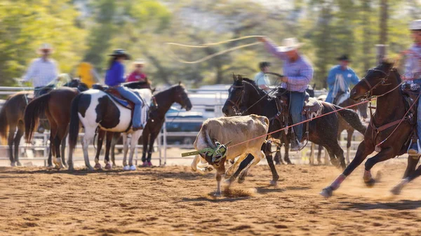 Cowboys Team Roping A Bezerro — Fotografia de Stock