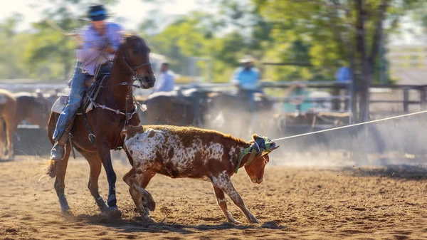 Ομάδα Cowboys Roping A Calf — Φωτογραφία Αρχείου