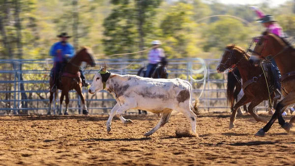 Cowboys Team Roping A Calf — Stockfoto