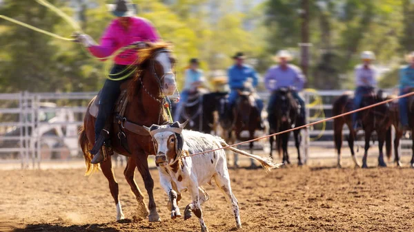 Ομάδα Cowboys Roping A Calf — Φωτογραφία Αρχείου