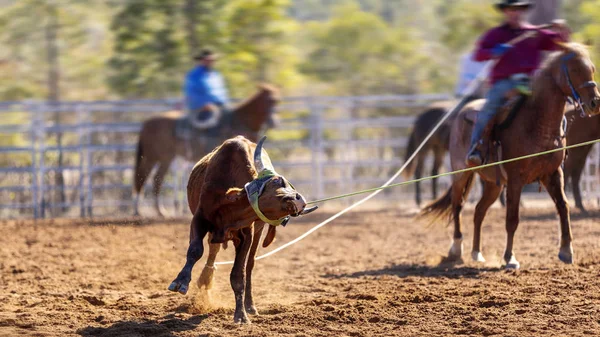 Ομάδα Cowboys Roping A Calf — Φωτογραφία Αρχείου