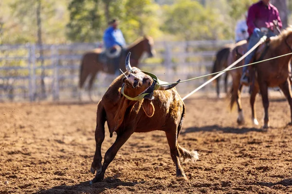 Ομάδα Cowboys Roping A Calf — Φωτογραφία Αρχείου