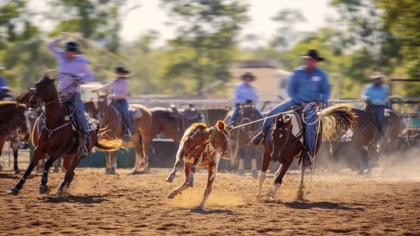 Ομάδα Cowboys Roping A Calf — Φωτογραφία Αρχείου