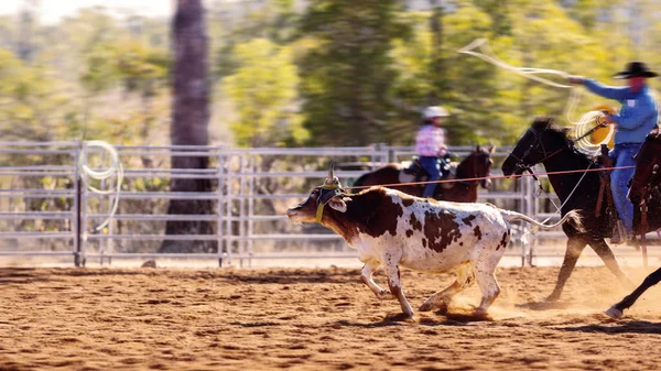 Ομάδα Cowboys Roping A Calf — Φωτογραφία Αρχείου