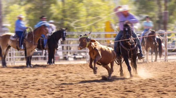 Cowboys Team Roping A Calf — Stock Photo, Image