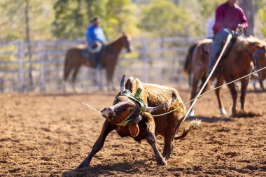 Kovboy takımı buzağıya halat atıyor.
