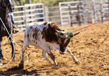 Kovboy takımı buzağıya halat atıyor.