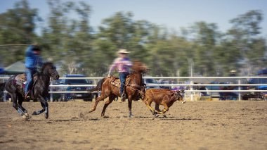 Bir Rodeoda İpe Çekilen Bir Buzağı