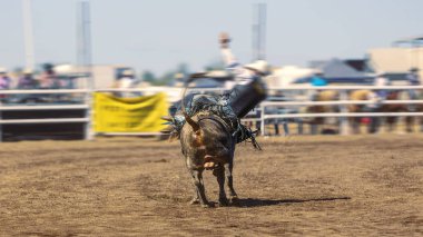Rodeo 'da boğaya binen bir kovboy.