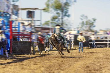 Rodeo 'da boğaya binen bir kovboy.