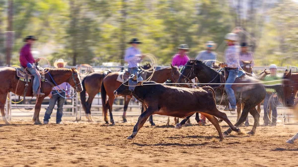 Stock image Cowboys Team Roping A Calf