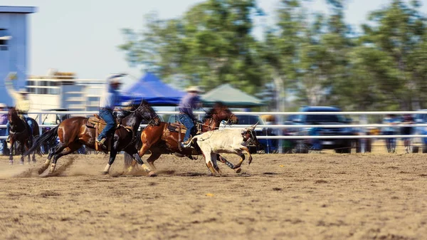 Een kalf dat in een Country Rodeo wordt gerukt — Stockfoto