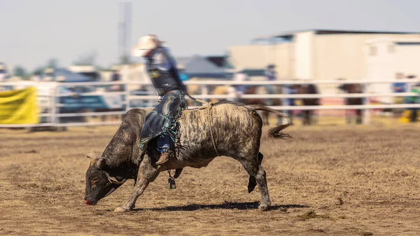 Een cowboy rijdt een bullebak in Rodeo. — Stockfoto