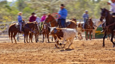 Buzağı İp Yarışması