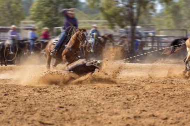 Rodeo Takımı Baldır İpi