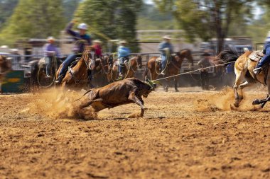 Rodeo Takımı Baldır İpi