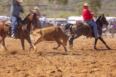 Rodeo Takımı Baldır İpi