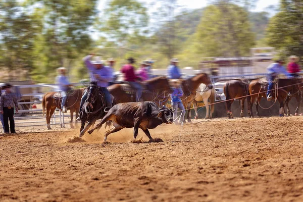 Rodeo Team Calf Roping — Φωτογραφία Αρχείου