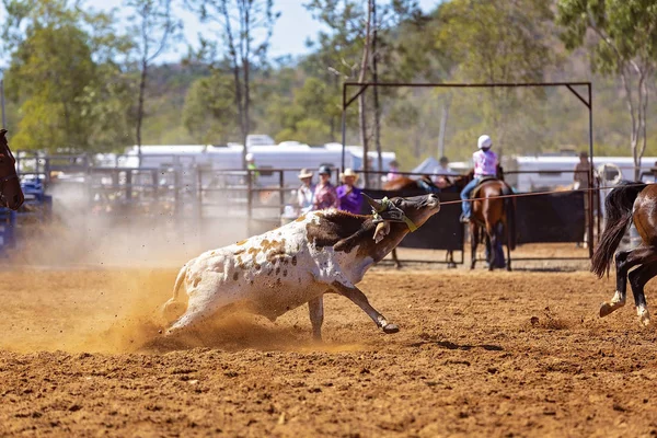 Rodeo csapat borjú kötél — Stock Fotó