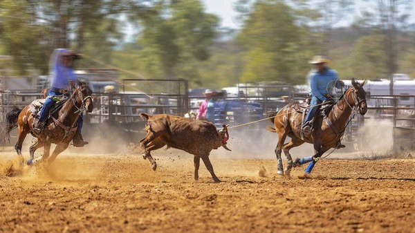Rodeo Team Calf Roping — Φωτογραφία Αρχείου