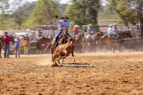 Команда родео Calf Roping — стокове фото