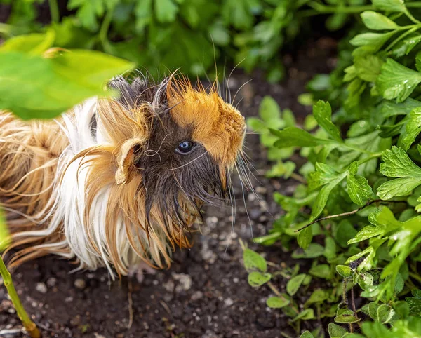 Guinea Pig In A Vegetable Garden With Wet Fur — Stock Photo, Image