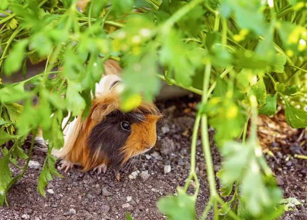 Guinea Pig In a Vegetable Garden — Stock Photo, Image