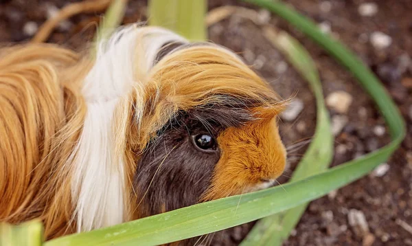 Guinea Pig In A Vegetable Garden — Stock Photo, Image
