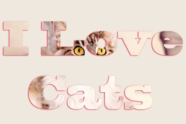 Kocham koty Tekst z Cat Image — Zdjęcie stockowe