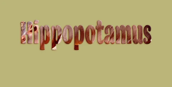 Hippopotame Texte de Hippopotame Image — Photo