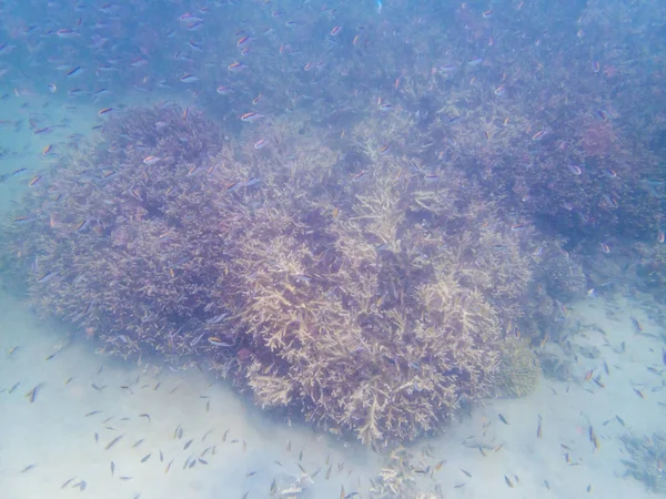 Korallrev ekosystem i molnigt vatten, fångas av undervattensnorkeler — Stockfoto