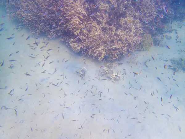 Koraalrif Ecosysteem In bewolkt water, gevangen door onderwater Snorkelaar — Stockfoto