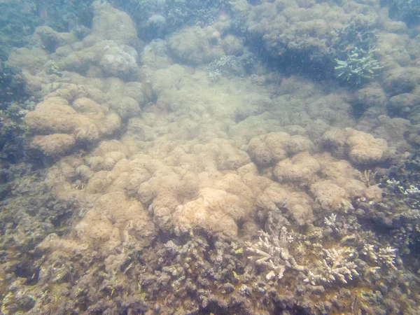 Coral Reef Ecosystem In Cloudy Water, Captured By Underwater Snorkeler — Stock Photo, Image